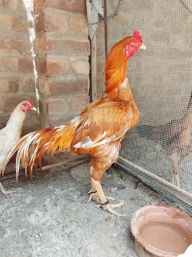 peela zahrela for sale loc Hyderabad cargo all Pakistan — photo 3