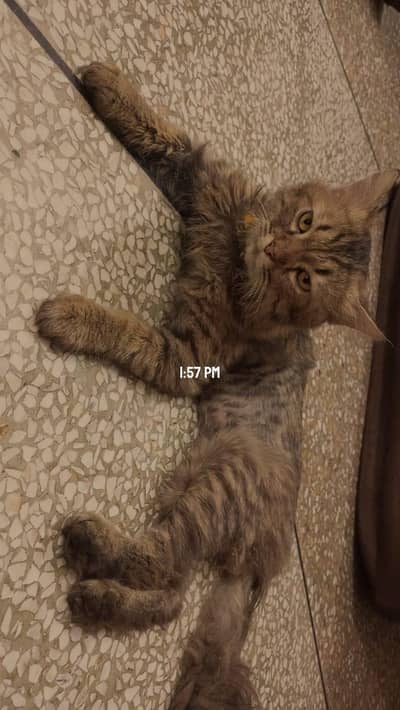 American long hair tabby coat male