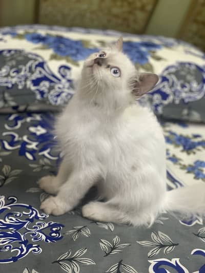 Persian kitten/Blue eyes kitten/03247627801 WhatsApp/Himalyan kitten
