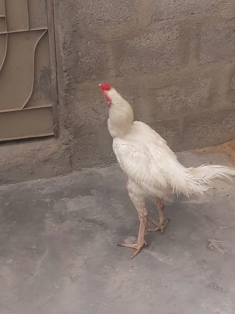 Paper White Heera Aseel. contact 03162855240 — photo 2