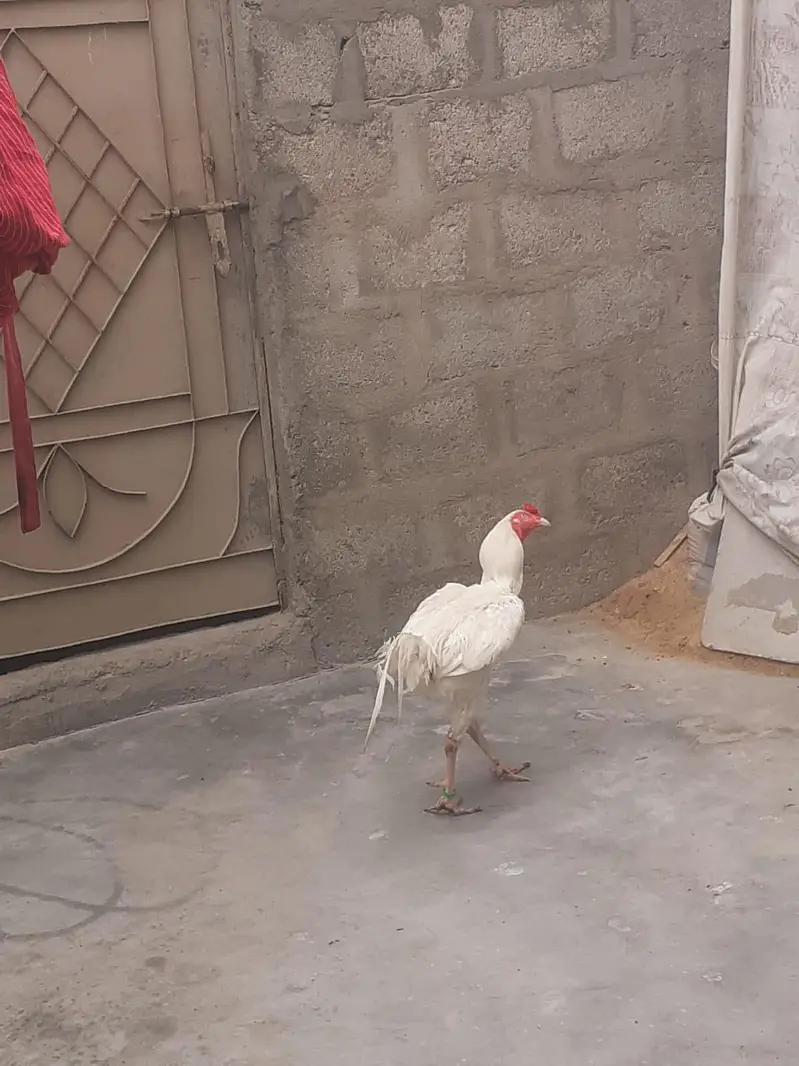 Paper White Heera Aseel. contact 03162855240 — photo 3