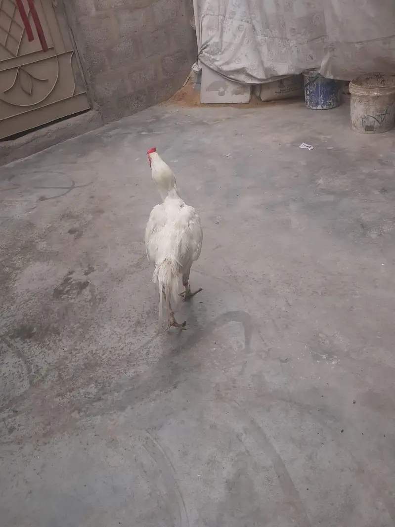 Paper White Heera Aseel. contact 03162855240 — photo 7