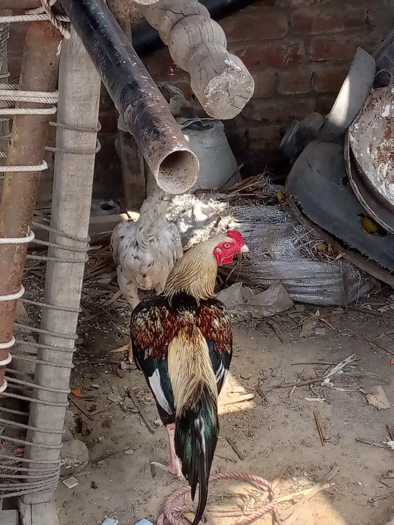 Aseel mianwali nasal jawa color 0 3 2 3 4 1 5 2 4 1 1 — photo 2