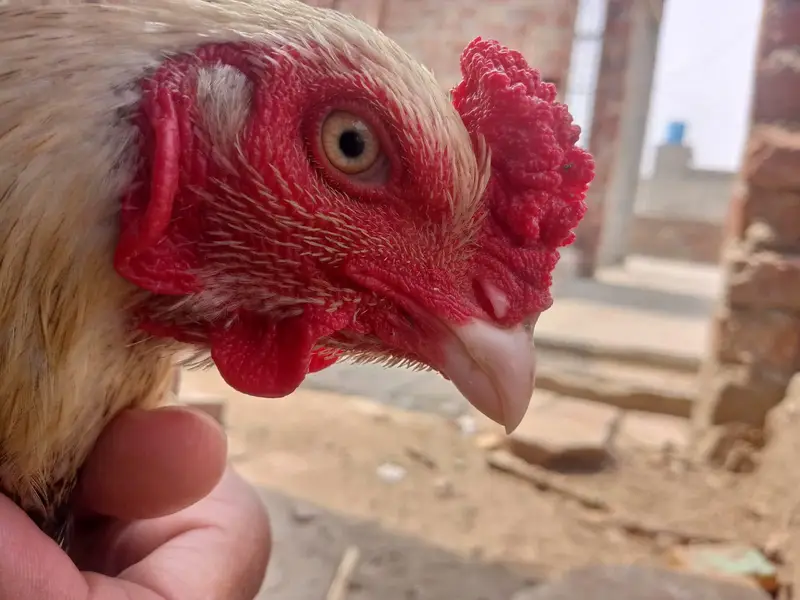 Aseel mianwali nasal jawa color 0 3 2 3 4 1 5 2 4 1 1 — photo 4