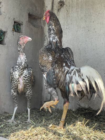 Shamoo pair for sale