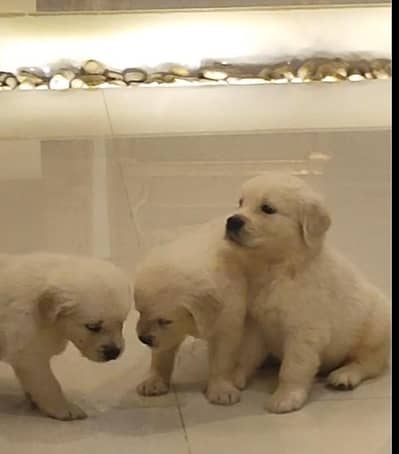 All breeds puppies available