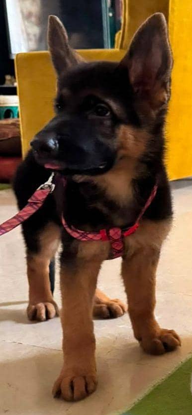 All breeds puppies available