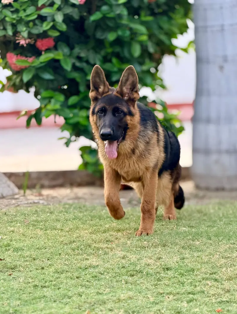 All breeds puppies available — photo 3
