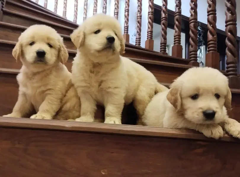 All breeds puppies available — photo 4