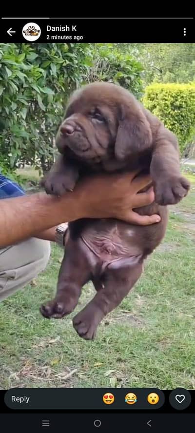All breeds puppies available