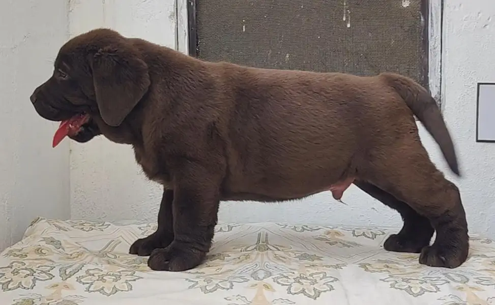 All breeds puppies available — photo 6