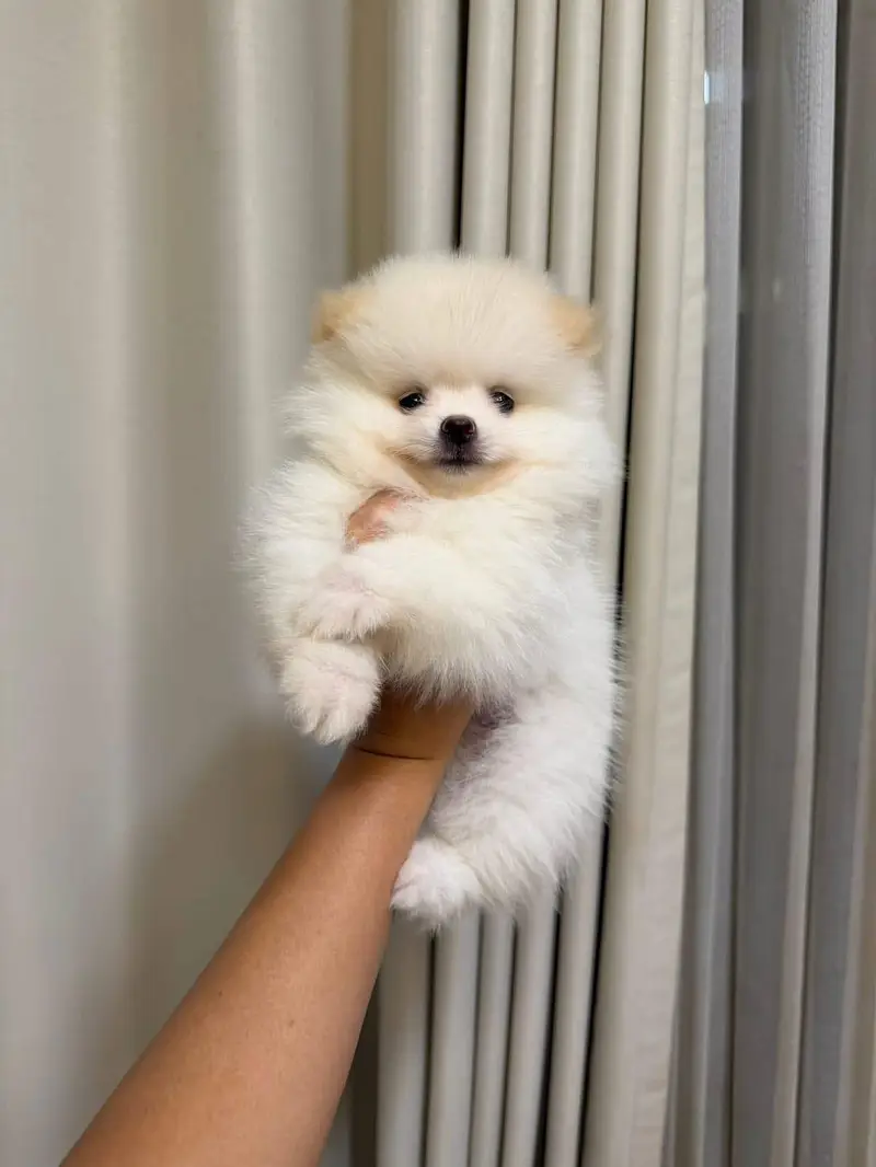 All breeds puppies available — photo 8