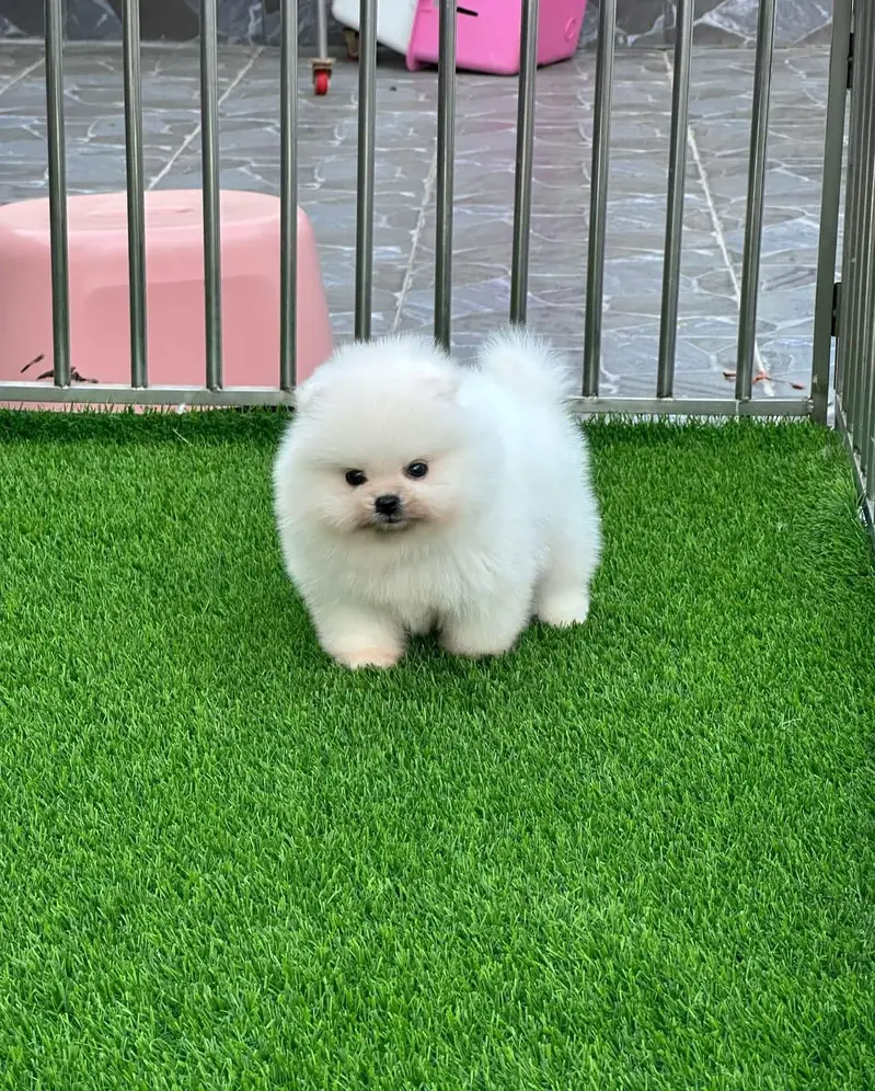 All breeds puppies available — photo 9