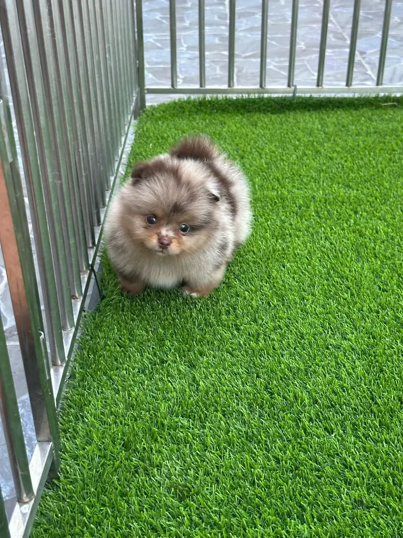 All breeds puppies available — photo 10