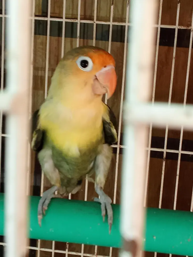 Love birds Adults — photo 2