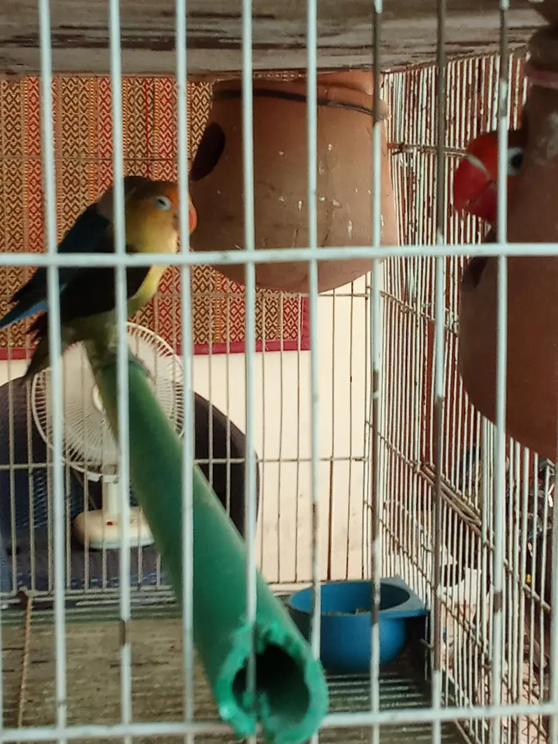 Love birds Adults — photo 3