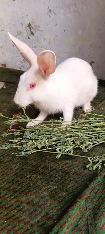 red eyes female for sale