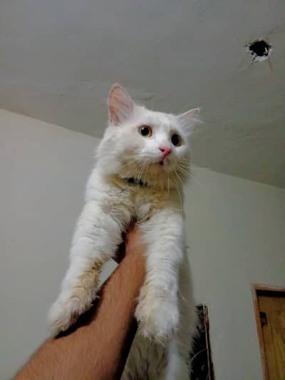 breeder male for sale