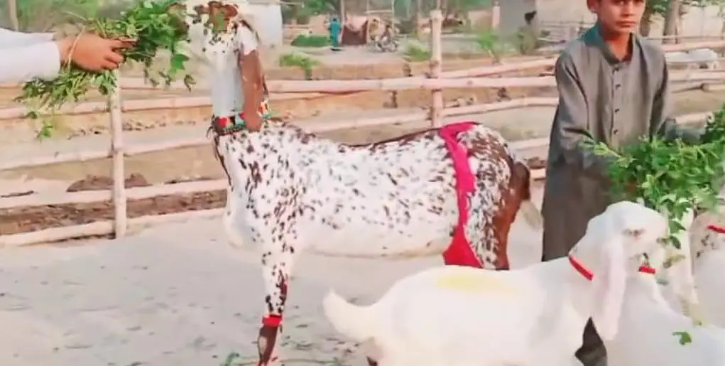 3 Bacchon Ka Sath Makkah chini Bakri For Sale _03472094636 — photo 2