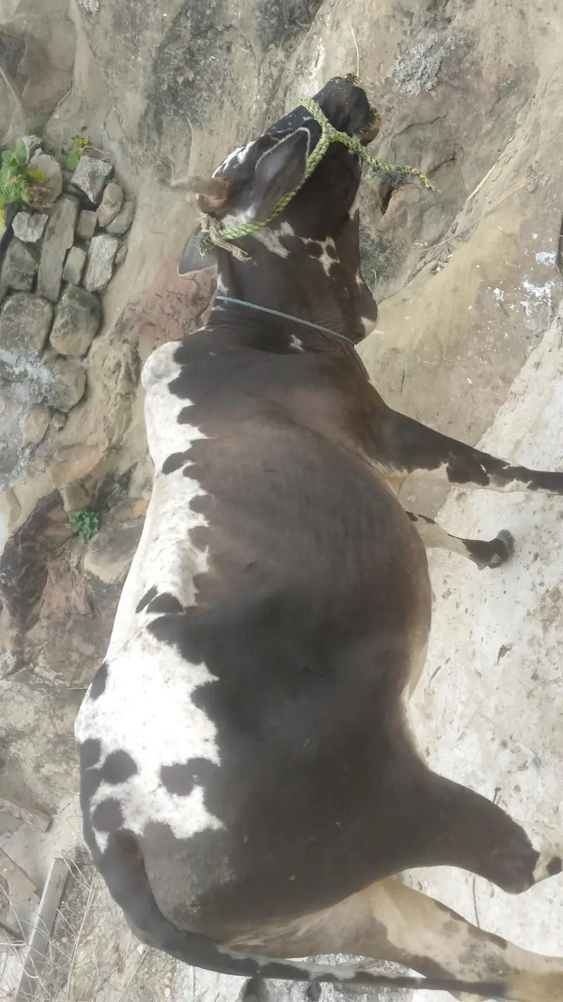 Kahuta — photo 2