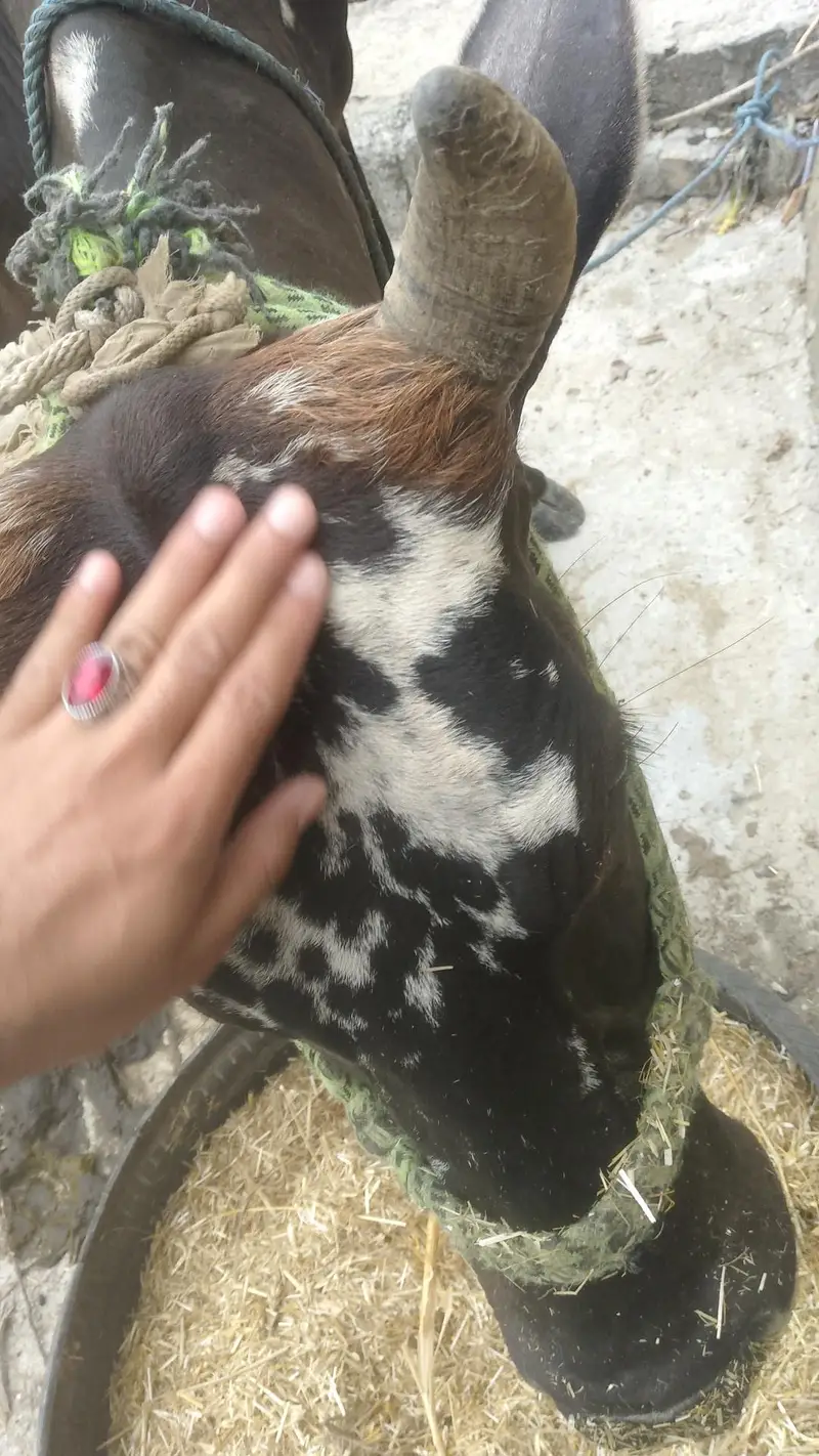 Kahuta — photo 3