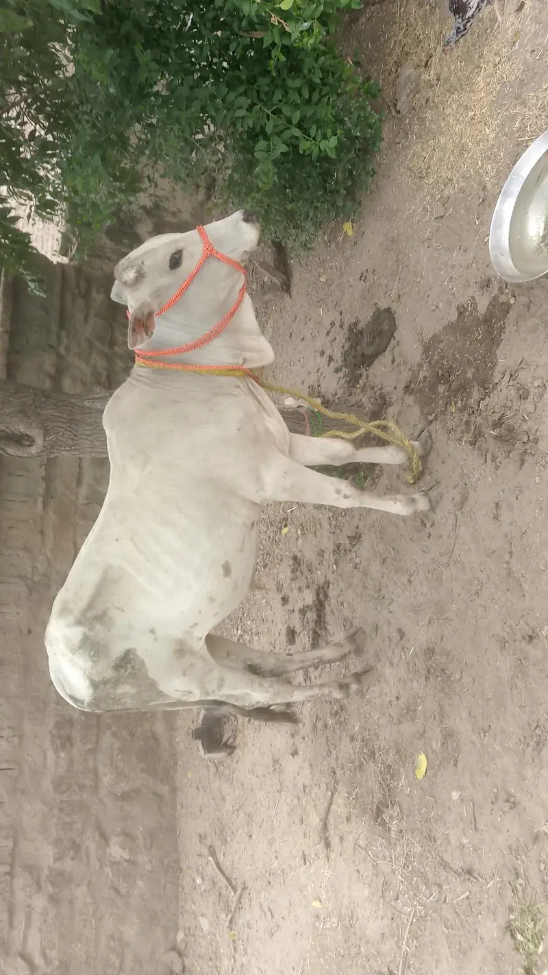 Kahuta — photo 4