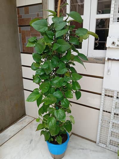 money plant