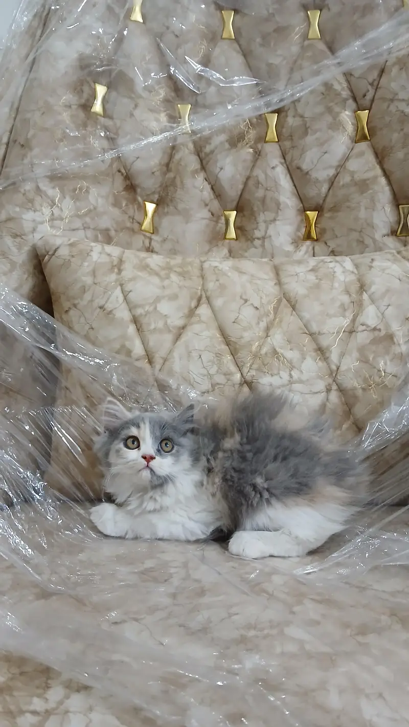 persian kittens long coat pair — photo 2
