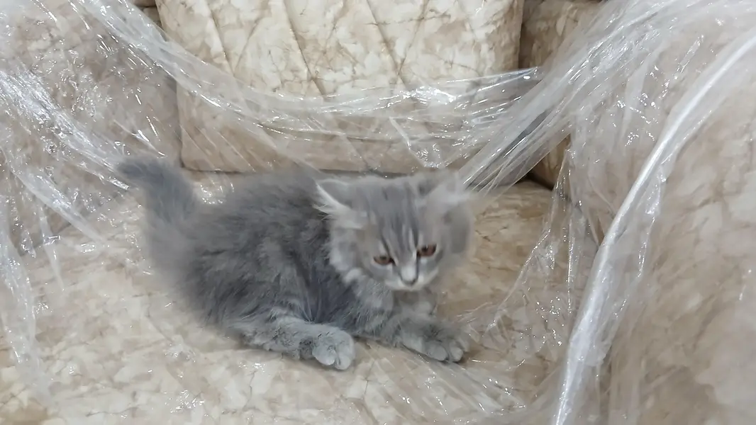 persian kittens long coat pair — photo 5