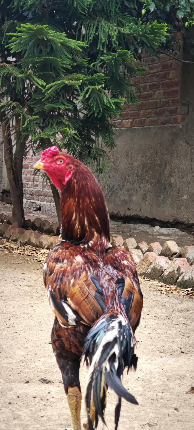long height aseel — photo 2