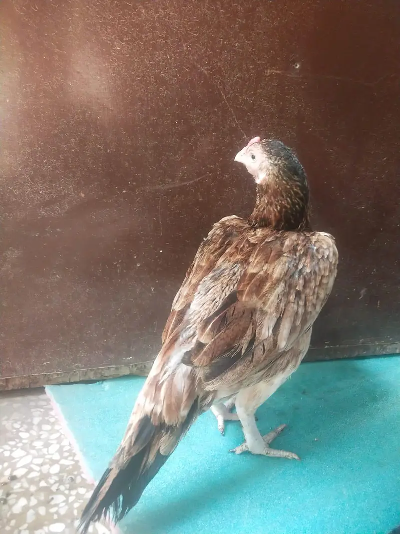 amroha mirthi mirathi miyawali Asil aseel — photo 2