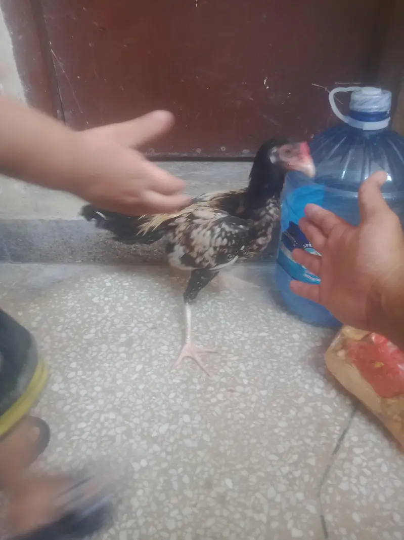 amroha mirthi mirathi miyawali Asil aseel — photo 3
