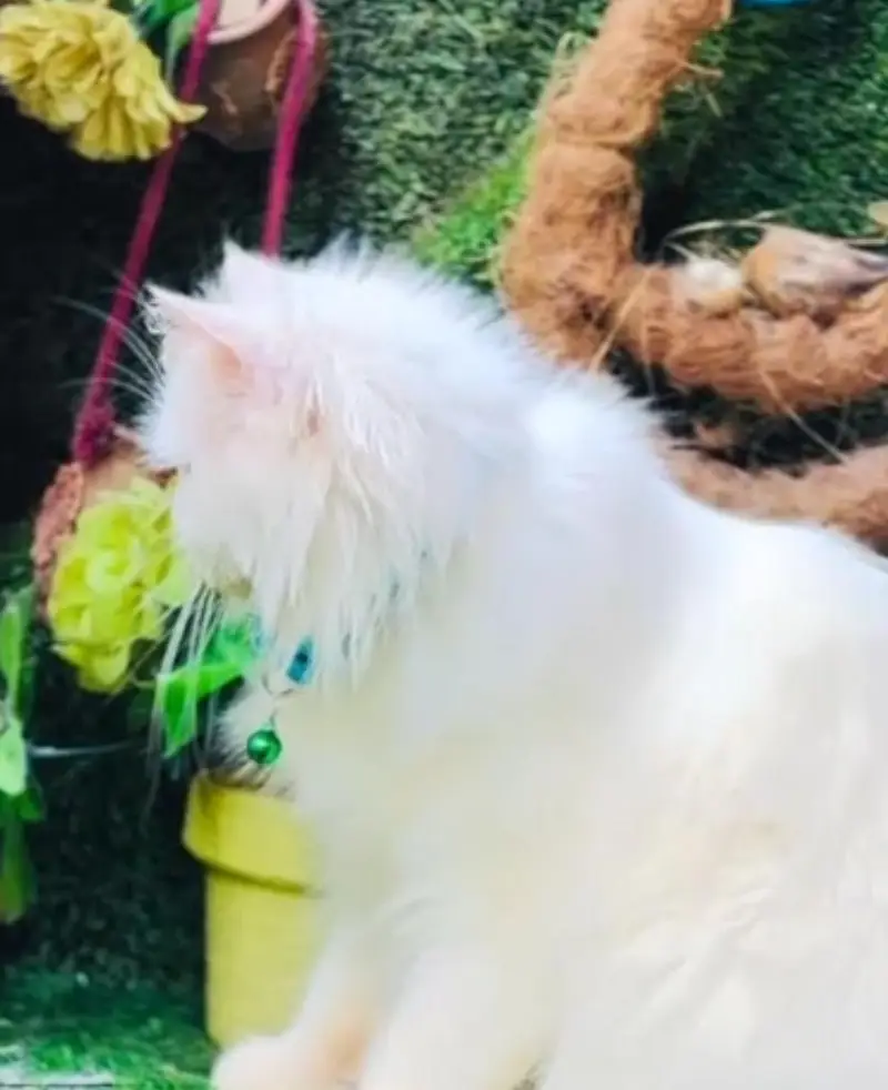 Persian cat  triple coat Punch face face WhatsApp number 03038917311 — photo 2
