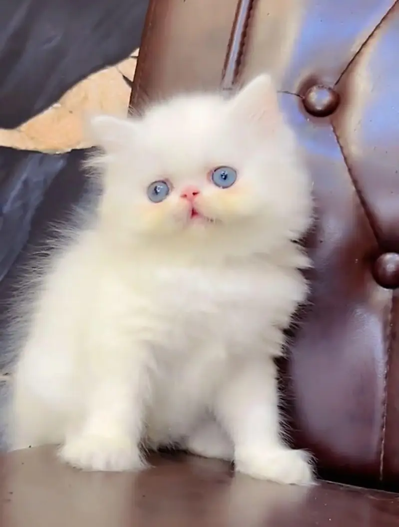 Persian cat  triple coat Punch face face WhatsApp number 03038917311 — photo 3