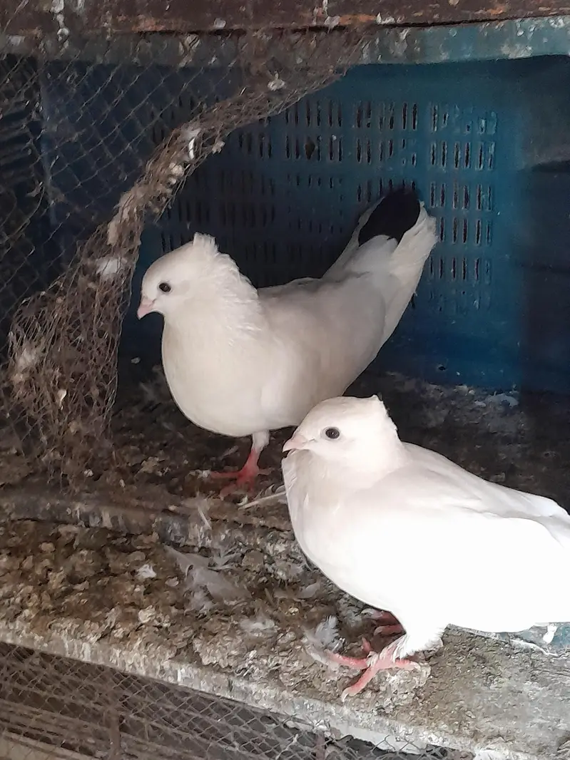 2breeder pairs and 2 patha — photo 3
