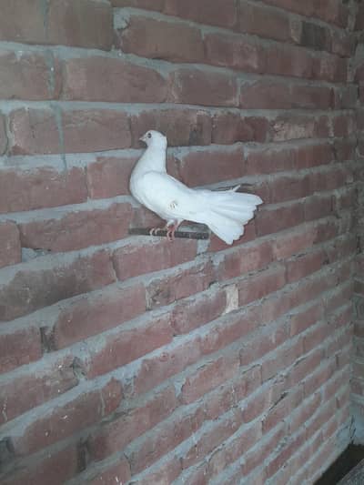 pathy for sale 4piec