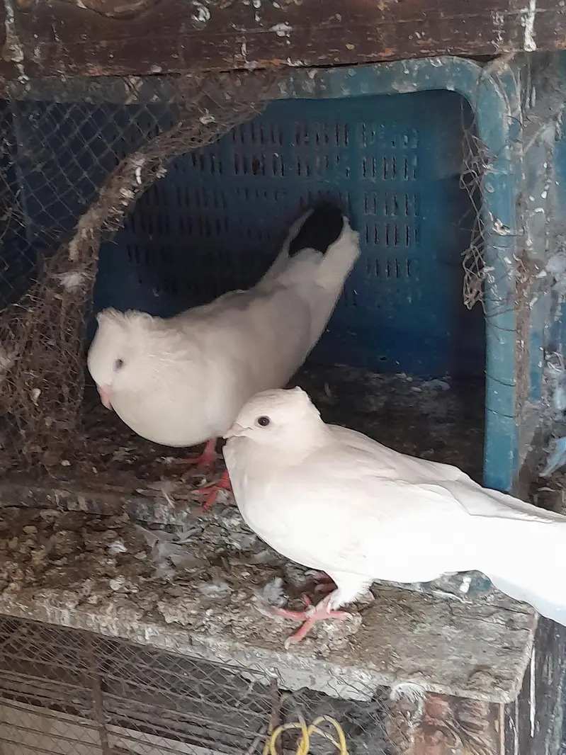 2breeder pairs and 2 patha — photo 5