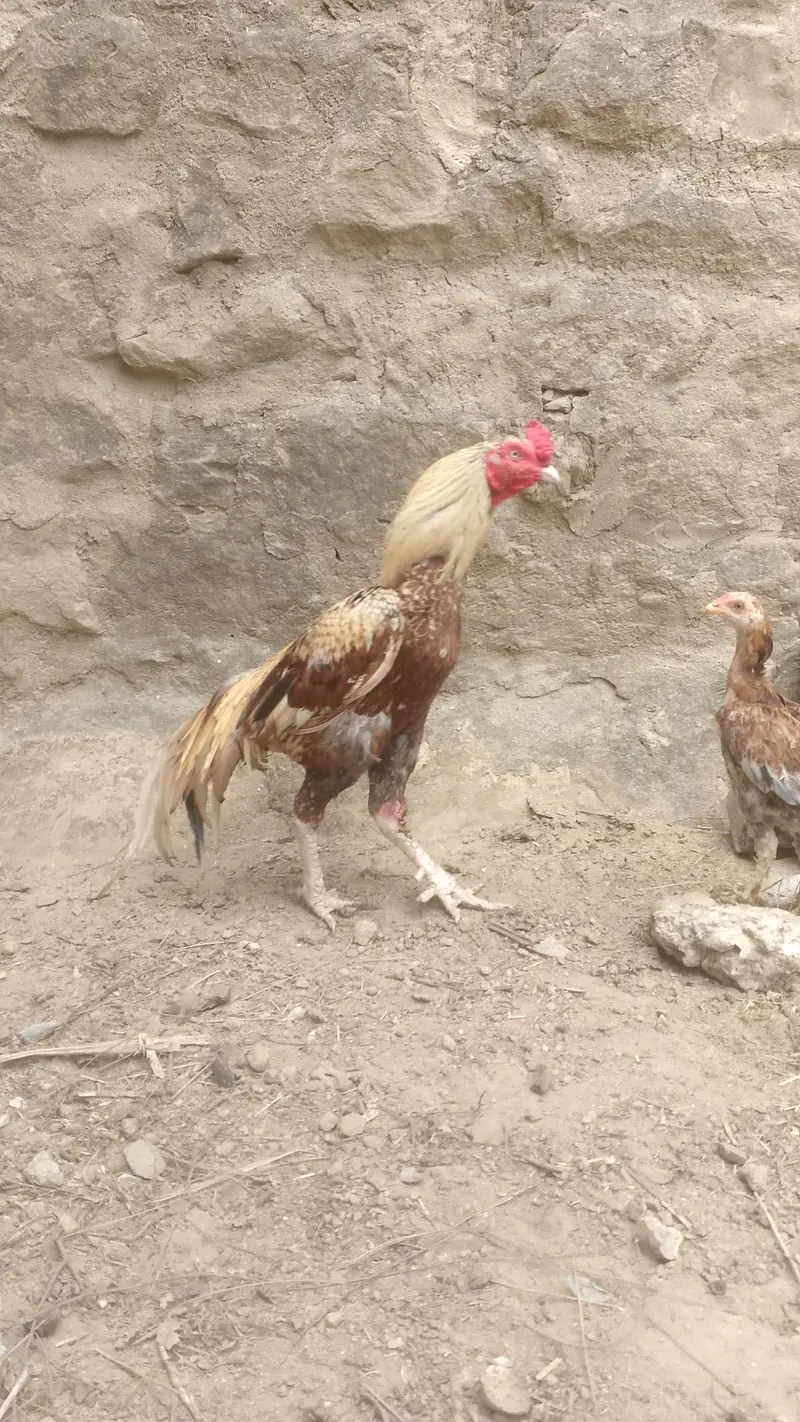 Kahuta location paon ma Kuch zakham ha baqi ok ha abhi theek ho gya ha — photo 3