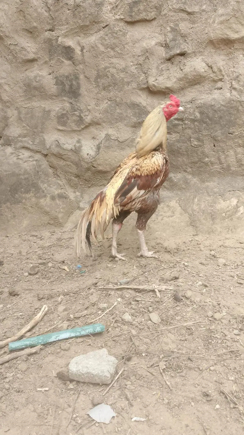 Kahuta location paon ma Kuch zakham ha baqi ok ha abhi theek ho gya ha — photo 4