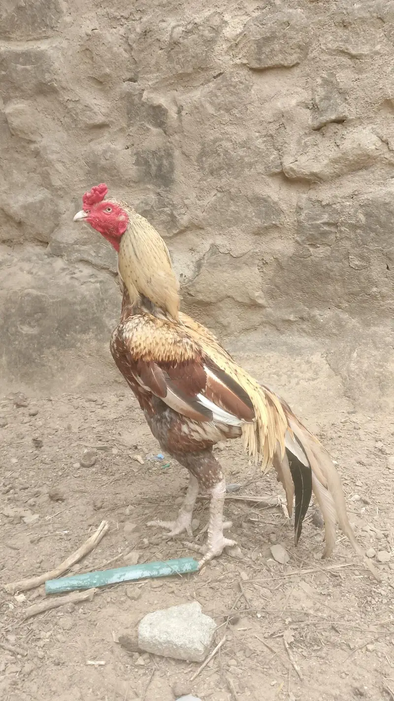 Kahuta location paon ma Kuch zakham ha baqi ok ha abhi theek ho gya ha — photo 5