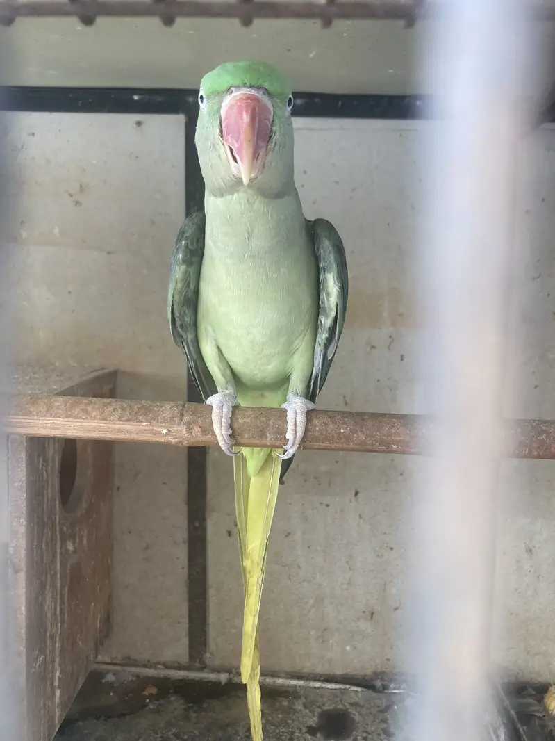 Raw breeder female — photo 2