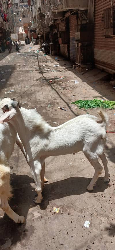 Tapra Bakra