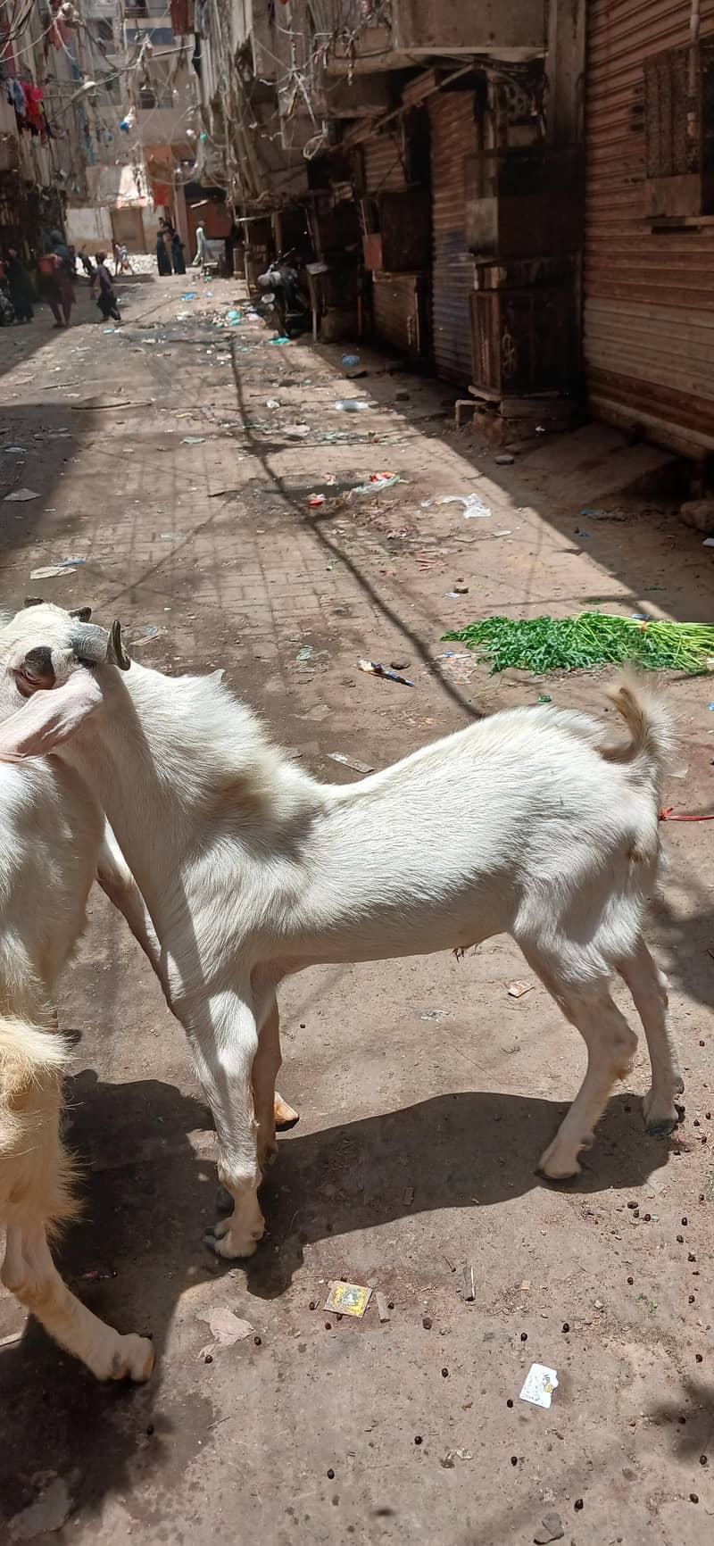 Tapra Bakra 0