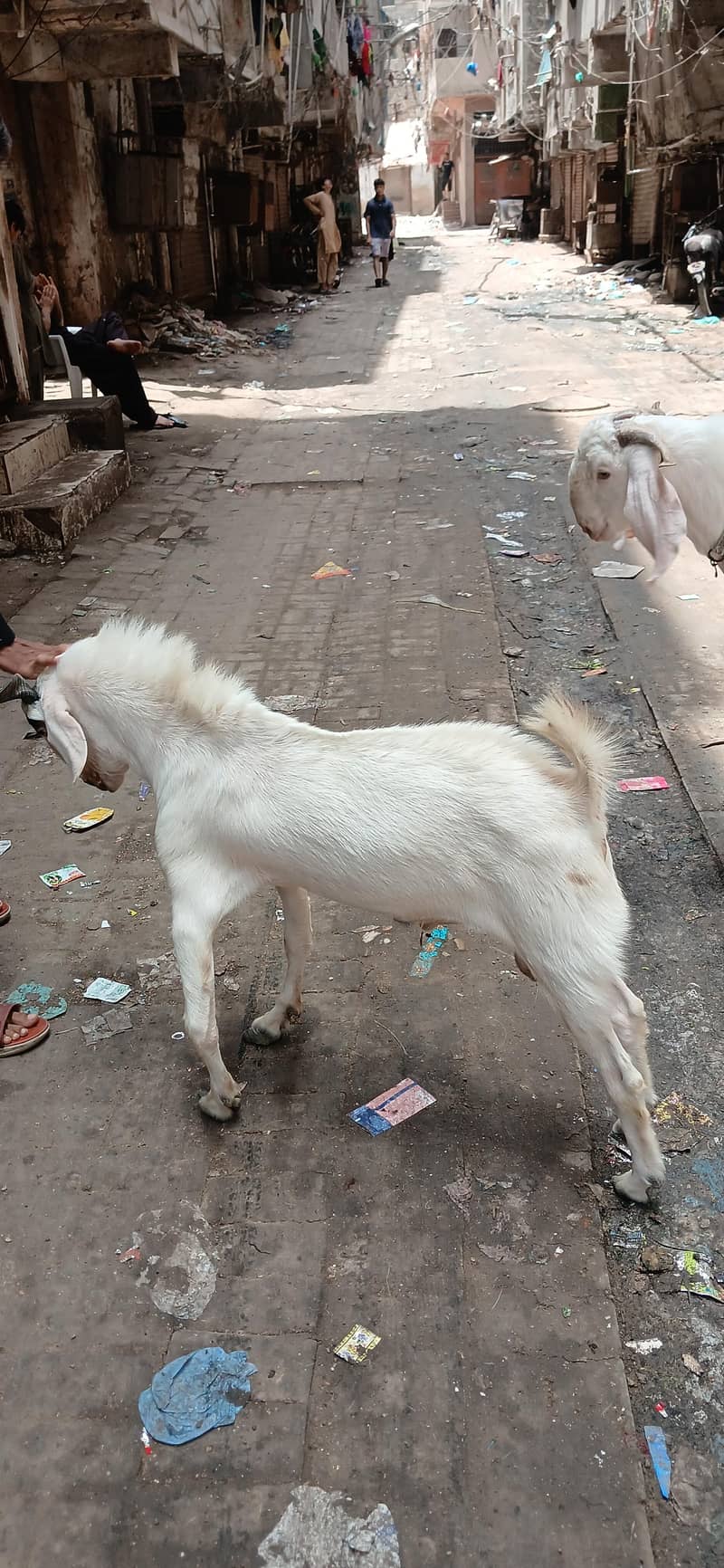 Tapra Bakra 1