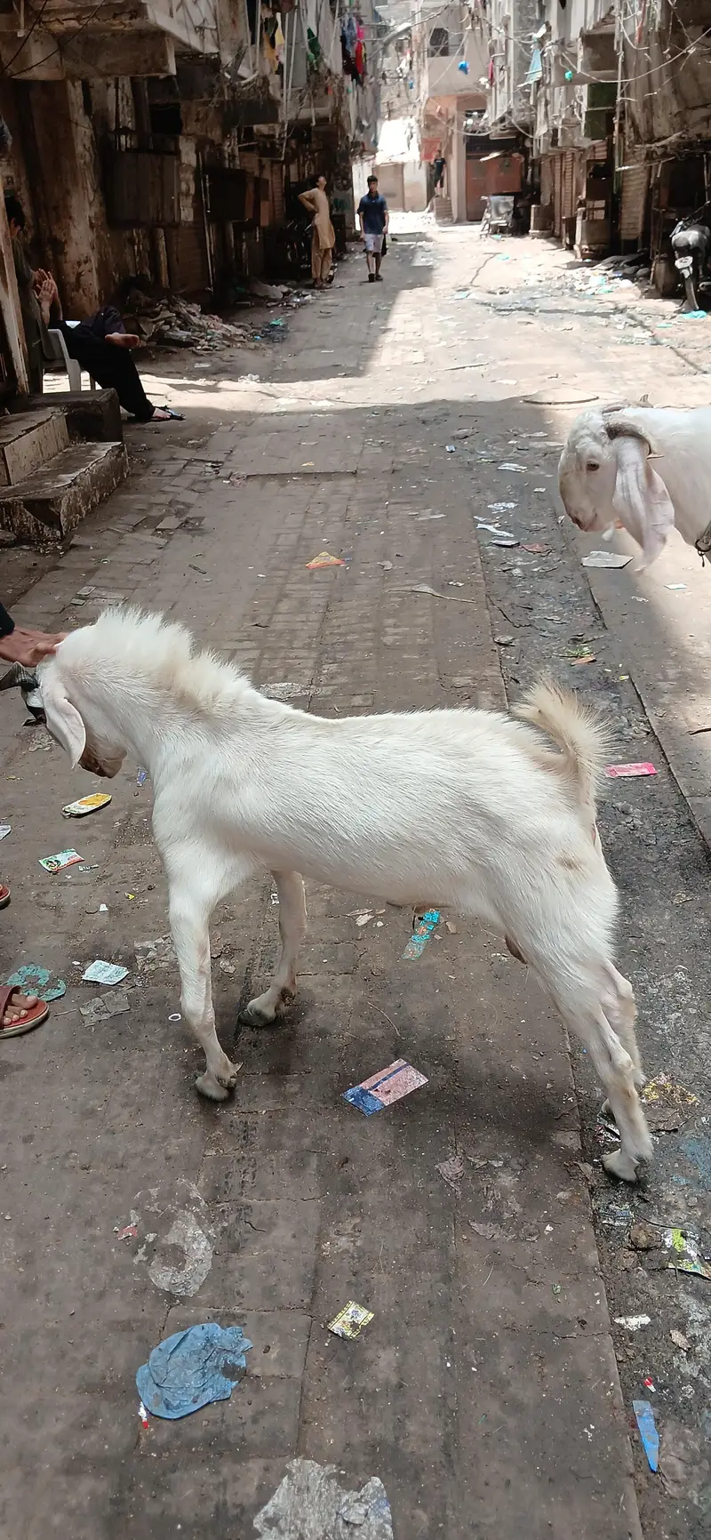 Tapra Bakra — photo 2
