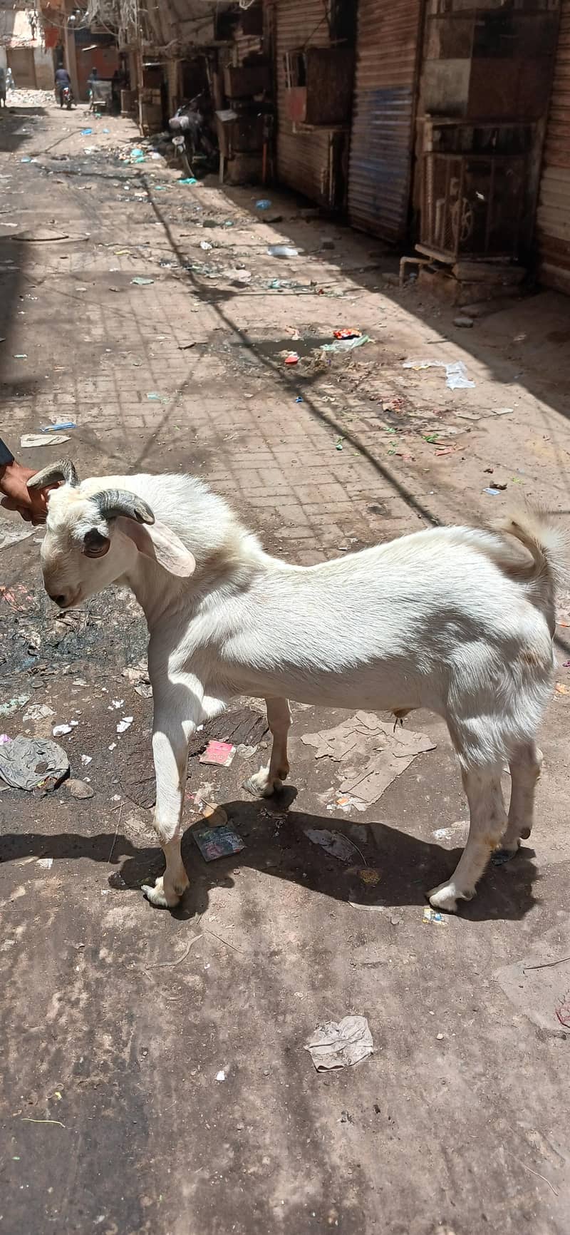 Tapra Bakra 2