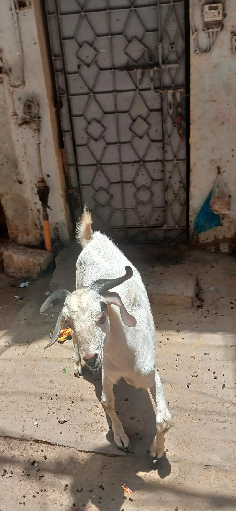 Tapra Bakra — photo 4