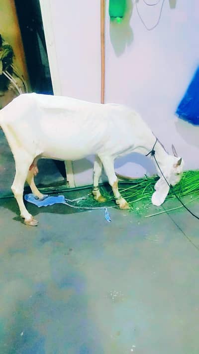 female bakri
