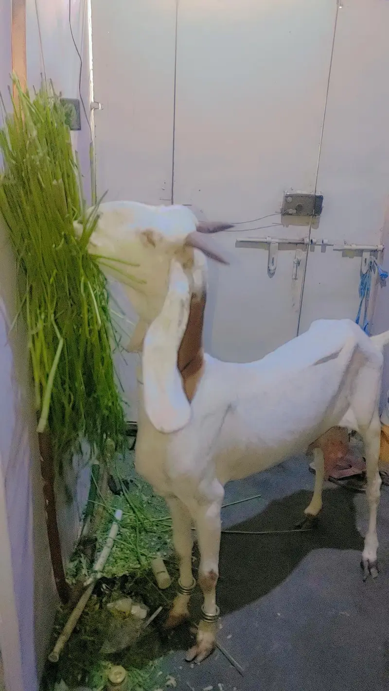 female bakri — photo 2