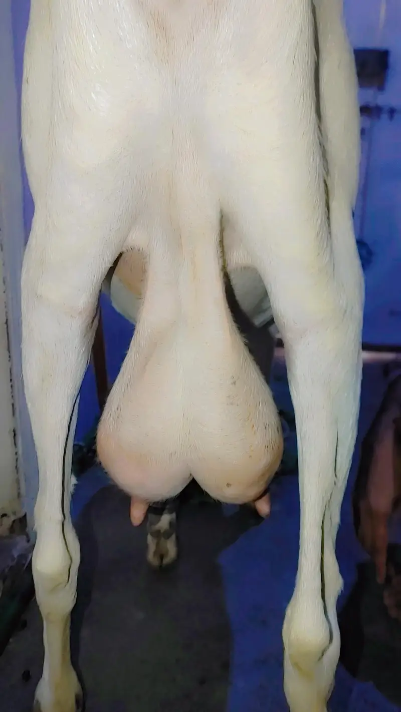 female bakri — photo 3